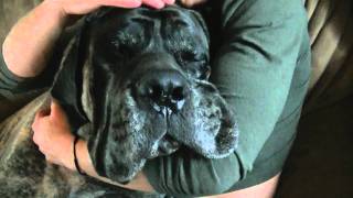 mastiffs CURVA quotAquot [upl. by Giustina206]