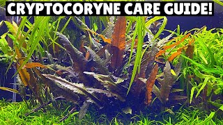 Cryptocoryne Care Guide  Best Low Tech Plant [upl. by Ibloc]