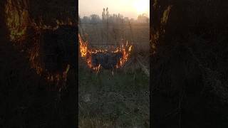 Stubble burning stubbleburning shorts farmers [upl. by Zacharia]