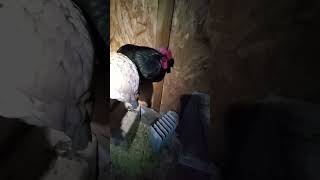 How To Safely Heat Chicken Coop 🐔 Keeping Chickens Warm in the Winter ♨️ [upl. by Ecinnaj]