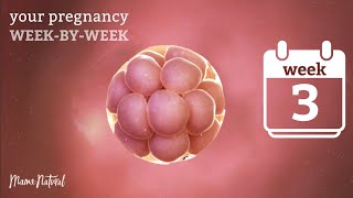 3 Weeks Pregnant  Natural Pregnancy WeekByWeek [upl. by Anytsirhc]