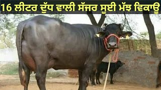 ਸੱਜਰ ਸੂਈ ਮੱਝ ਵਿਕਾਊ one buffalo for sale bestqulitytopbufflosale viralvideoshare [upl. by Annawek]