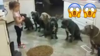 Dafa Bayi Domam Sii Keur Gui ak 6 Pitbulls 6 Khathe  😱😱  CONTE EN WOLOF ps5 iphone16 drame [upl. by Stalk174]