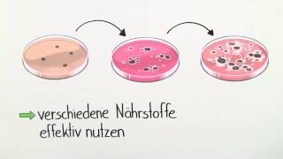 GENREGULATION  STEUERUNG DER GENEXPRESSION  Biologie  Genetik und Entwicklungsbiologie [upl. by Pontone]