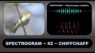 SPECTROGRAM 2 CHIFFCHAFF – An aid to understanding and visualising birdsong [upl. by Udelle]