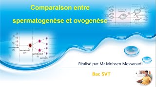 Spermatogenèse ovogenèse [upl. by Shrier447]