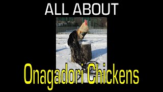 Onagadori Chicken  Information [upl. by Nmutua]