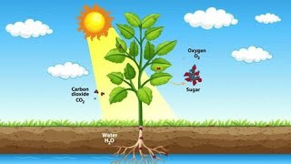 process of photosynthesis Biologyphotosynthesisbiology [upl. by Loos]