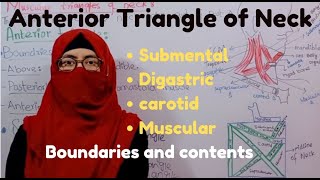 Anterior Triangle of neck  submental  Digastric  Carotid  Muscular  boundaries  contents [upl. by Nauqed]