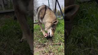 Волки wolf nature animals wolfhound wildlife czechoslovakianwolfdog волки животные [upl. by Linis]