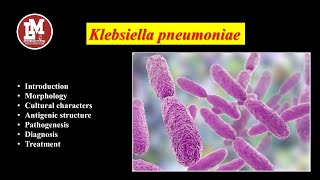 Klebsiella pneumoniae [upl. by Denney]