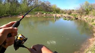 San Gabriel River Creeck Whitebass Spawn season 2024 EP 3 whitebass fishingfishing fishing cauca [upl. by Bolitho]