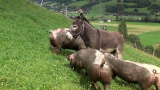 TeglbauerFamilie Wallner in Uttendorf Sommer und Winterurlaub im Pinzgau [upl. by Reivaj]