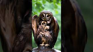 Mother Owl Sheltering Her Chicks from the Rain mother birds owl [upl. by Margaretha361]