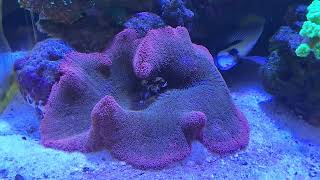 Carpet Anemone and bubble tip Anemone care [upl. by Eirrehs]