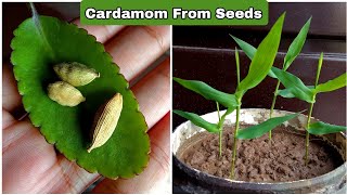 Secret RevealedHow to grow cardamom from seeds at homecardamom plant at home  Ilaichi from seeds [upl. by Stroup]