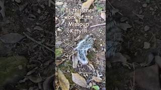 Squirrel Tail in Backyard Missouri Kitty is Suspect kitty squirrel cat catshorts catlover [upl. by Einapets]