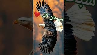 سبحان اللہ ❤️ ❤️ [upl. by Valaria]