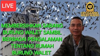 membahas rumah burung walet suara dan sarang burung walet [upl. by Akihsar]