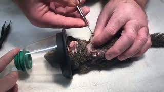 Botfly  Cuterebra removal from animals  Cuterebra from squirrel [upl. by Nodarb]