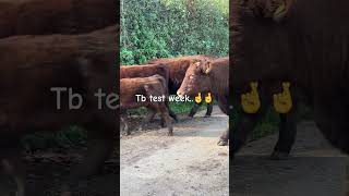 Tb testing Results Friday 🤞🤞tb cattle devoncattle farming farmlife [upl. by Lac]