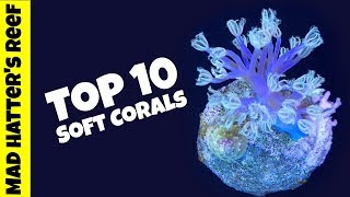 Top 10 Soft Corals for a Reef Tank [upl. by Aerbas]