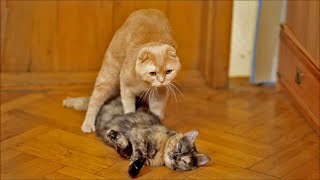 Female cat in heat sounds 🔥 Female cat calling for male 🔥 Female cat mating call sounds [upl. by Efrem]