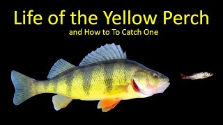 Life of the Yellow Perch and How to Fish for Perch [upl. by Richara]