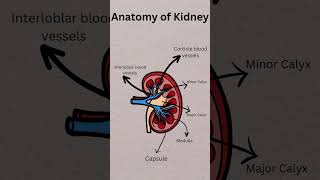 Anatomy of Kidney  Kidney Diagram  Internal and External structure of kidney  elearning [upl. by Hcahsem]