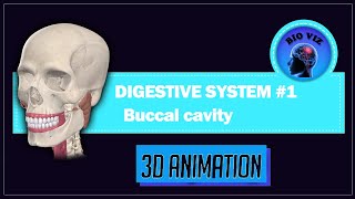 Buccal Cavity 3D  Digestive System 1  Class XINEET [upl. by Adaliah]