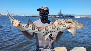 Alameda California  Sharks  🦈🎣 reel4life421 [upl. by Gualtiero]