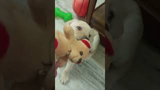 Labra puppy playing with toys shorts dog doodle [upl. by Key279]