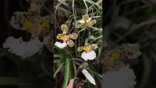 Trichocentrum jonesianum’s first bloom orchids trichocentrum oncidium [upl. by Sondra608]