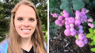 Planting Proud Berry Coralberry My dream plant  Simply Bloom [upl. by Malchy]