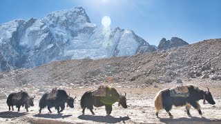 Exploring the Land of Sherpas  Life Under Mount Everest in 4K  2024 [upl. by Sydney]