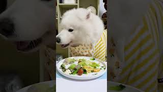 It eats everything on the plate without wasting food Daily life of a dog who eats a lot When y [upl. by Nordine686]