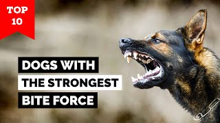 Top 10 Dogs With The Strongest Bite Force [upl. by Venator]