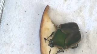 Green june beetle feeding [upl. by Berry182]