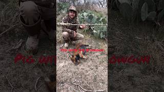 Blowgun Pig Control hunting blowguns hoghunting archery bowsandarrows survival camping [upl. by Combes]