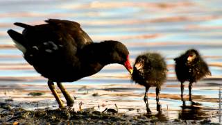 Moorhen  bird call [upl. by Avilo]