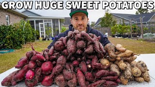 Mindblowing SWEET POTATO Harvest Watch How I Did It [upl. by Mikey]