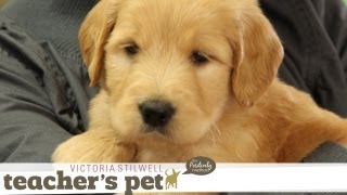 Positive Early Learning for a Puppy  Teachers Pet With Victoria Stilwell [upl. by Dawes]