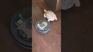 Tortoise VS Roomba my4tortoises deserttortoise roomba bigturtle [upl. by Athey]