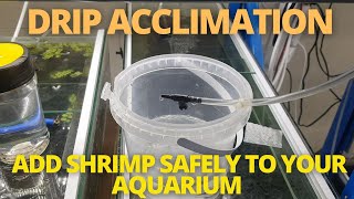 DRIP ACCLIMATE  ADD SHRIMP SAFELY TO YOUR AQUARIUM [upl. by Lrem]