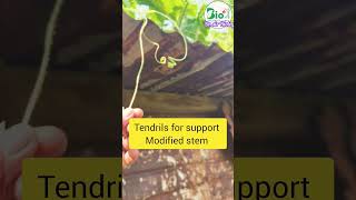 Tendrils leaves ncert neet farming facts mbbs field [upl. by Ellienad]