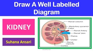 How to Draw Labeled Diagram Human Kidney [upl. by Atinehc]