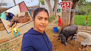 पढ़िया के कारण मेरी भैंस ने सब कुछ किया बंद  Shivani kumari [upl. by Milano663]