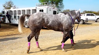 Carreras de caballosEL MEXICANO VS EL PAJARO AZUL [upl. by Pollyanna309]