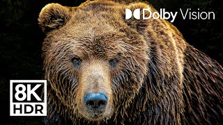 LEGENDARY ANIMALS  DOLBY VISION™  8K ULTRA HD HDR [upl. by Dyna74]