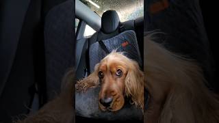 Dog in panic in the car wash 🧡🐶 English Cocker Spaniel Robby 🤪 [upl. by Adnical]